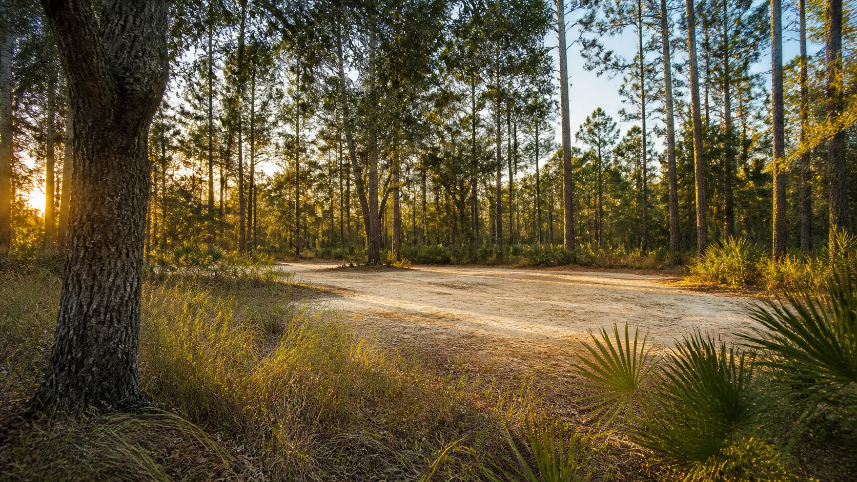 Cleared future homesite among mature trees in Central Florida at golden hour